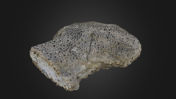 Tabulate Coral: Favosites tuberosa (PRI 54955) – Modelo 3D gratuito STL