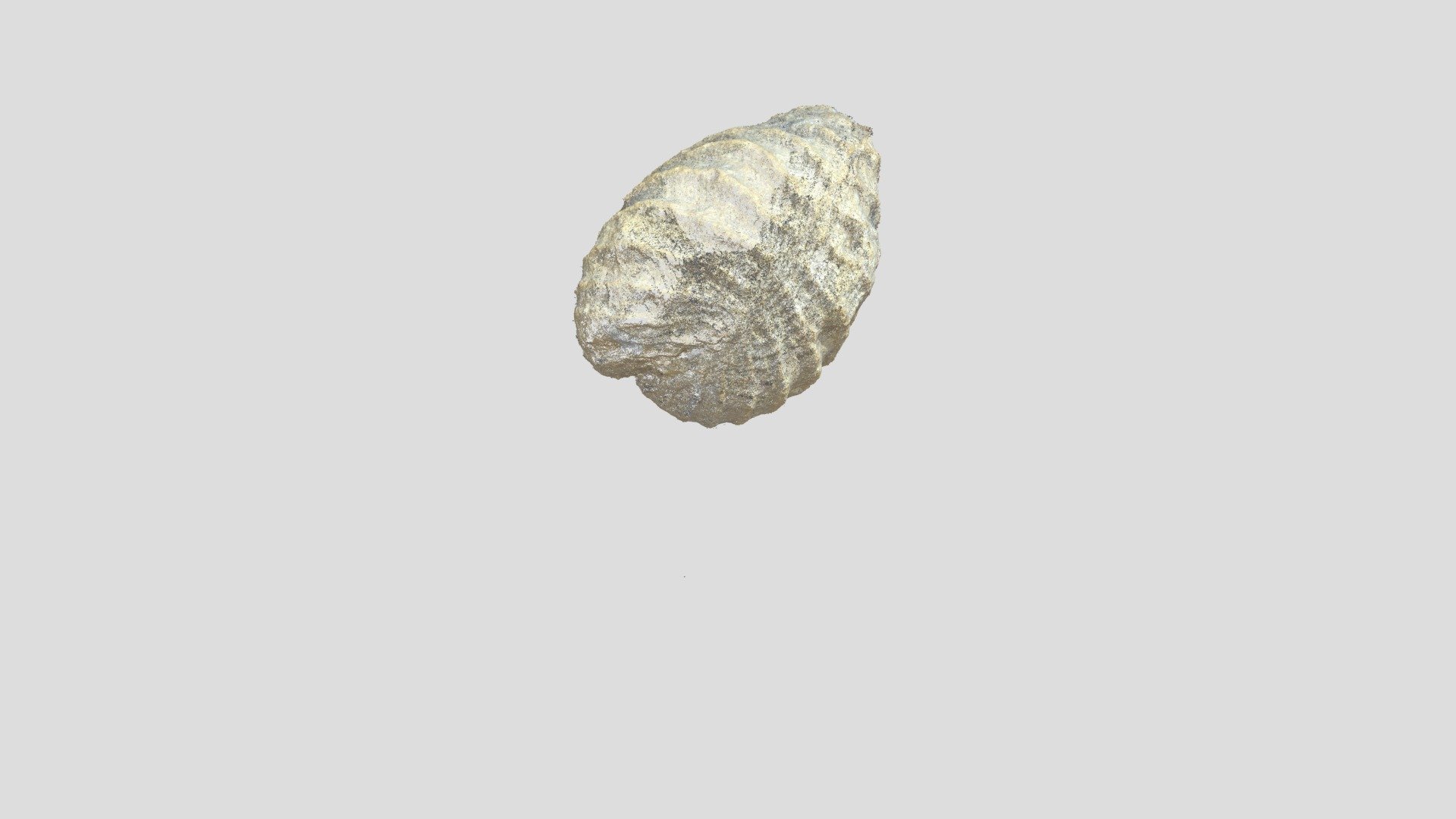 Little Fossil