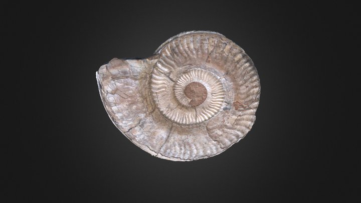 Ammonite_photoscan 3D Model