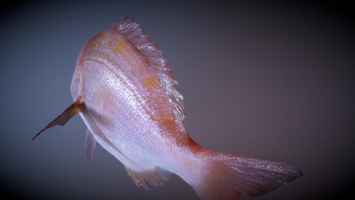 05Bream_Rebake05-2_PathCircle_01-3 3D Model