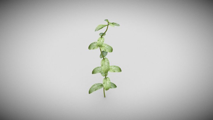 Mint Plant 3D Model
