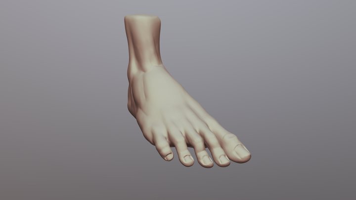 Foot 3D Model
