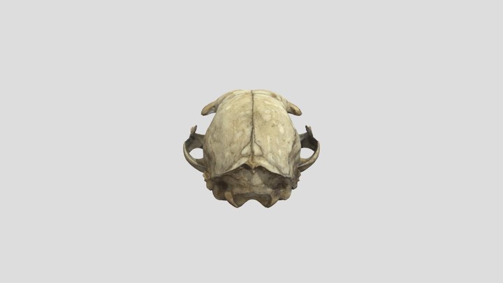 Cat Skull Scan Photogrammetry 3D Model