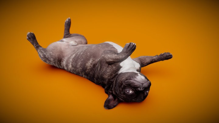 DOG B - 1of13 - for free 3D Model