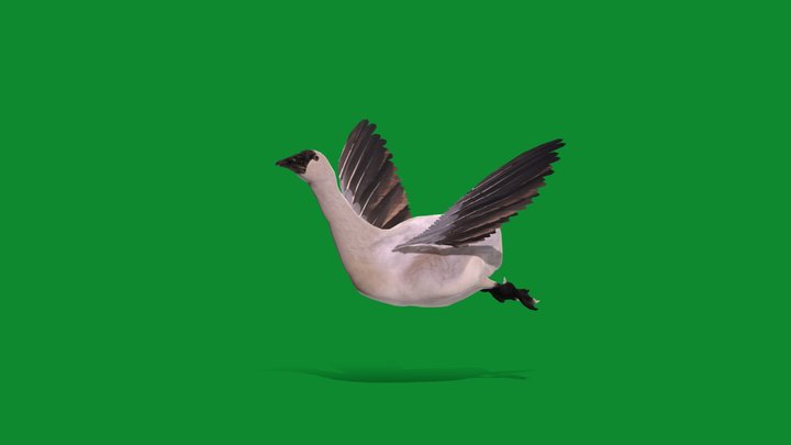 3d-goose 3D models - Sketchfab