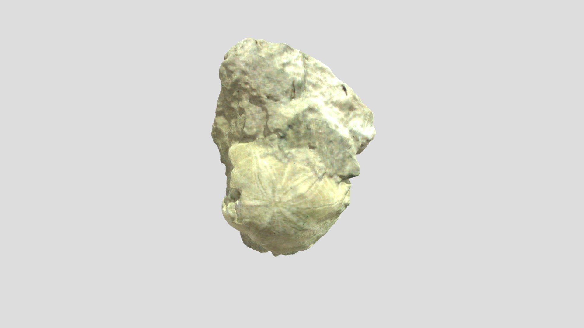 Pygurus jurensis