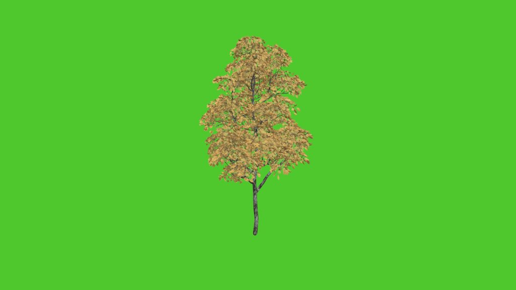 Platano_tree