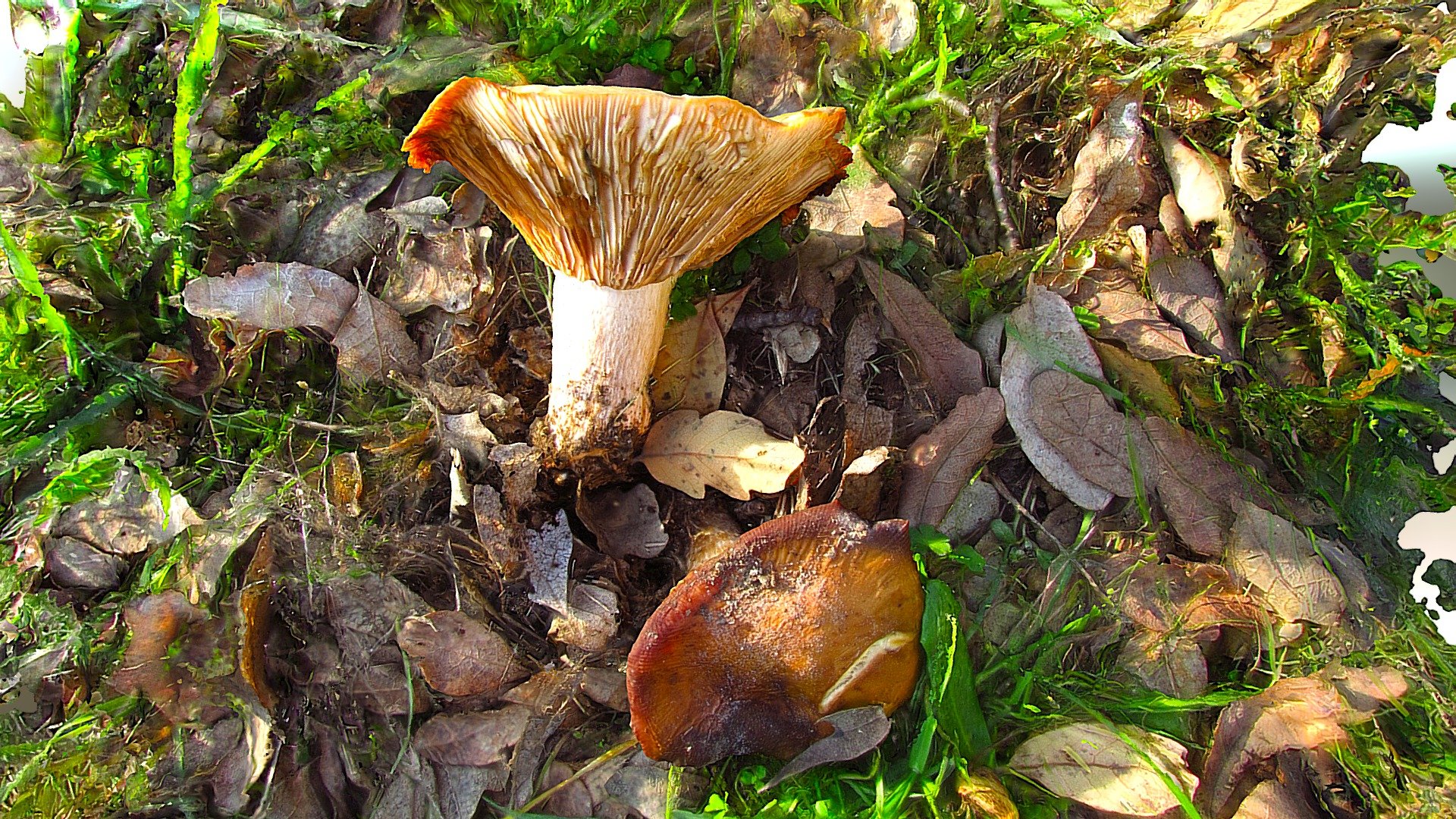 Broken Mushroom - Lactarius Alnicola