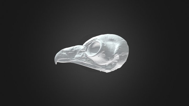 フクロウ頭骨Ural owl's skull 3D Model