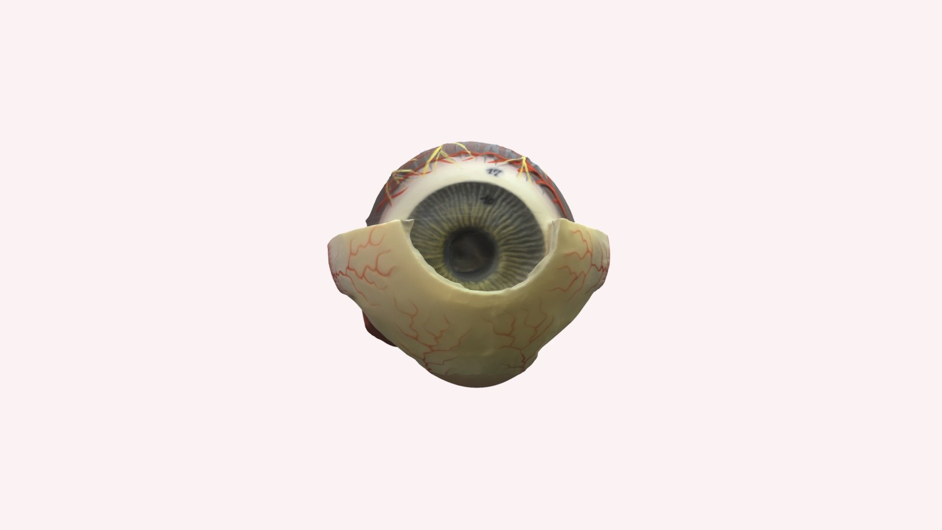 A2 model of the eye