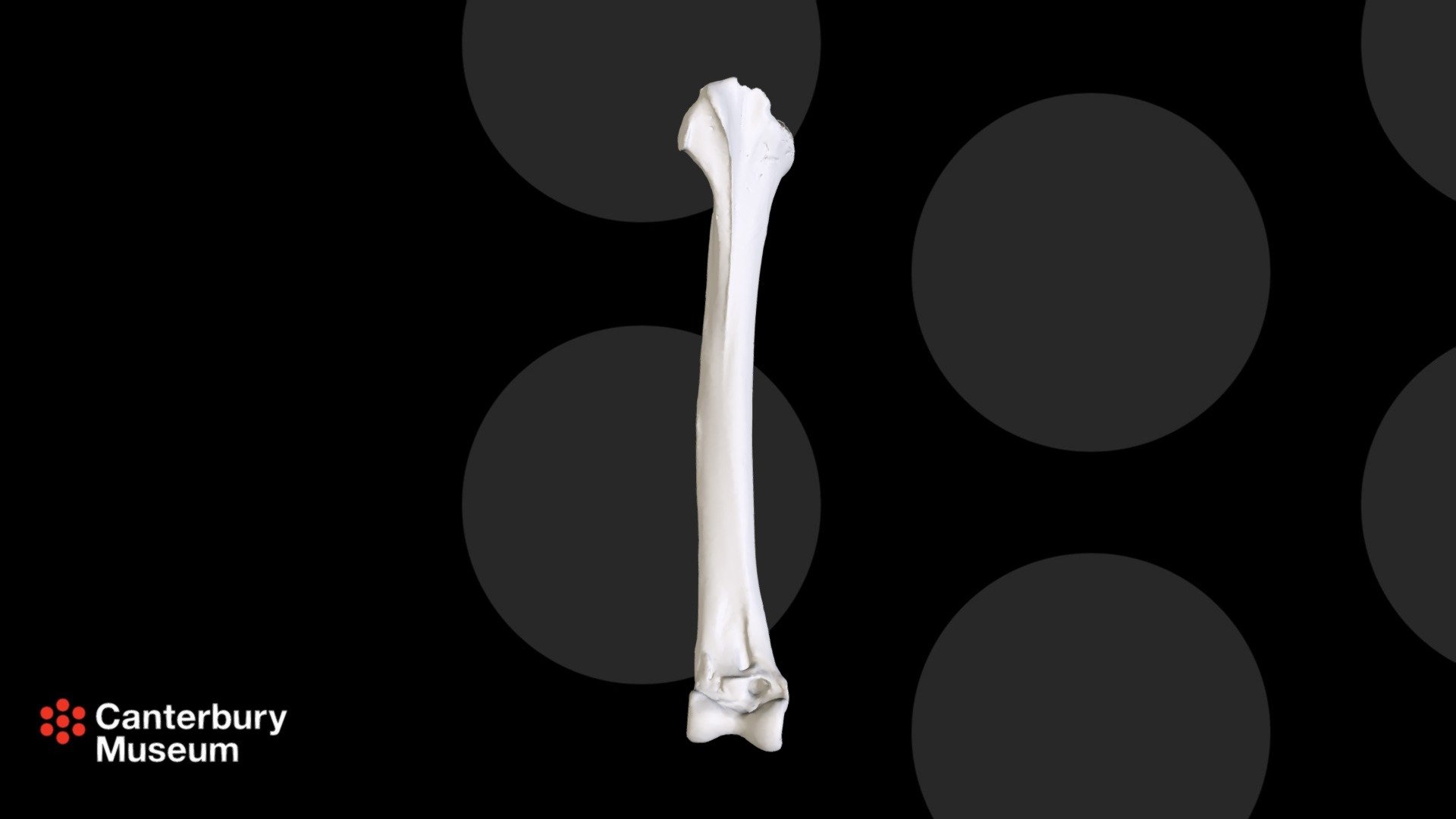 South Island Giant Moa D. robustus tibiotarsus