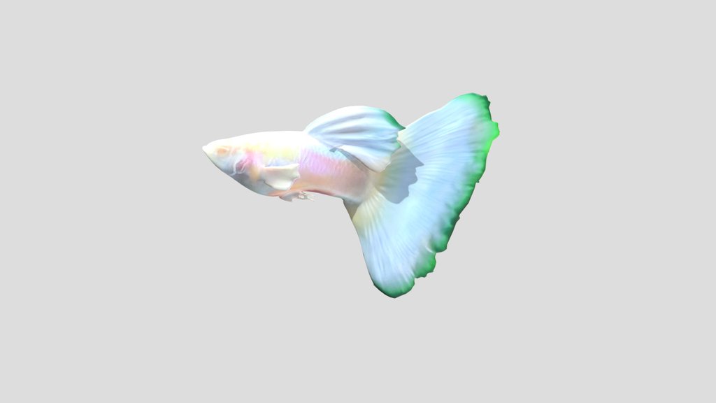 Albino Full White Platinum Guppy Male