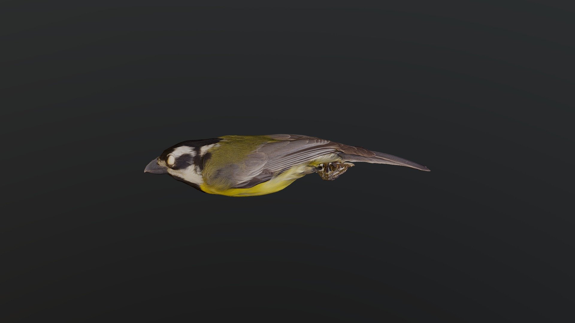 Crested Shrike-tit - Falcunculus frontatus