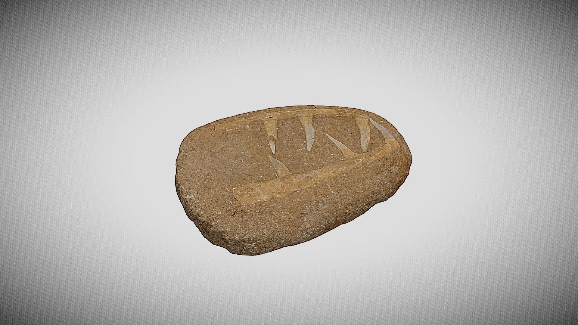 Ep. #56 Mosasaur Jaw