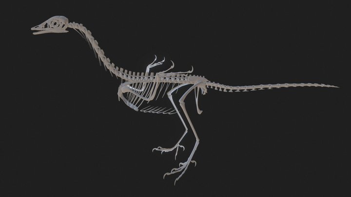 Archaeopteryx fullskeleton 3D Model