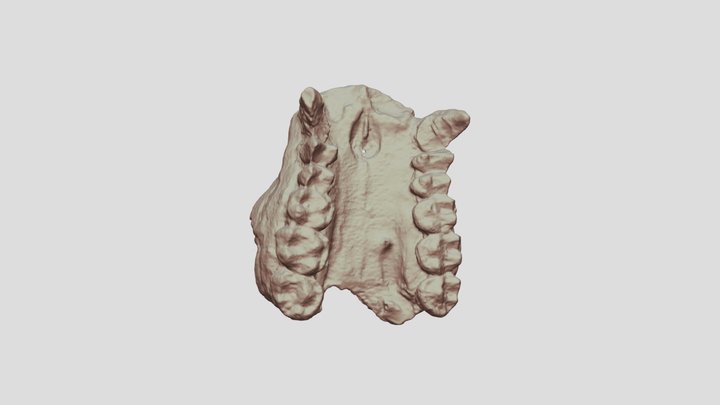 Dendropithecus 3D Model