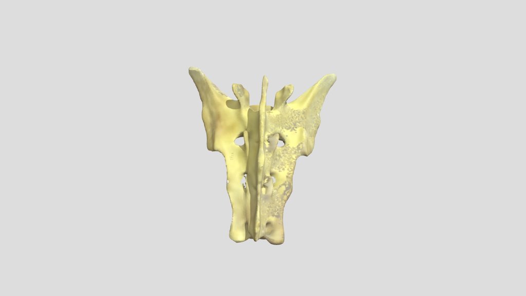 Gibnut Sacrum
