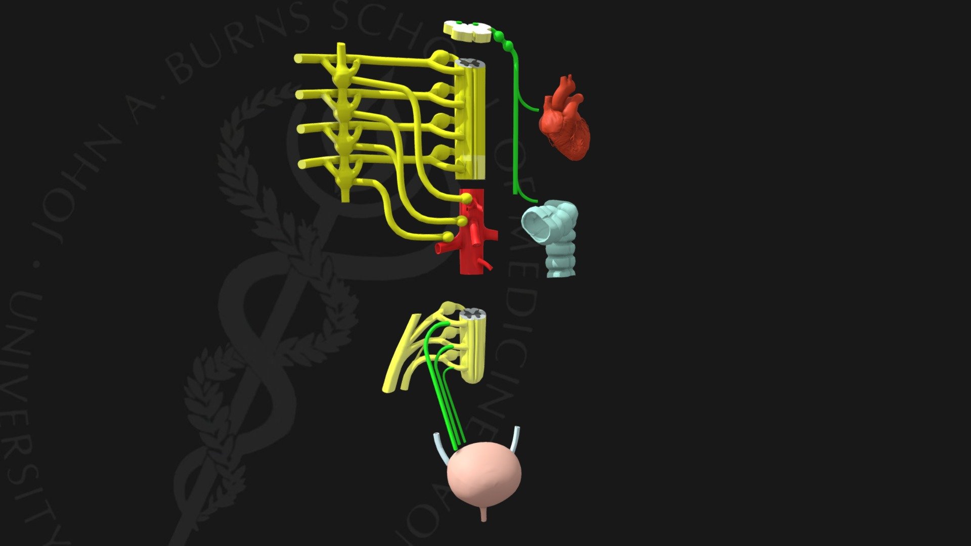 Schematic of the Autonomic Nervous system - 3D model by John A Burns School  of Medicine (@jabsom) [4372a94]