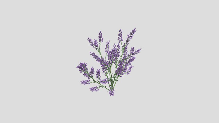 laos Lavender 3D Model