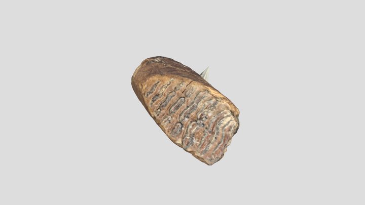 マンモスの歯 3D Model