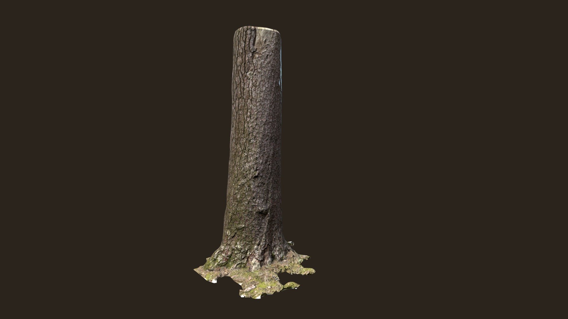 3D scanned Tree trunk 08