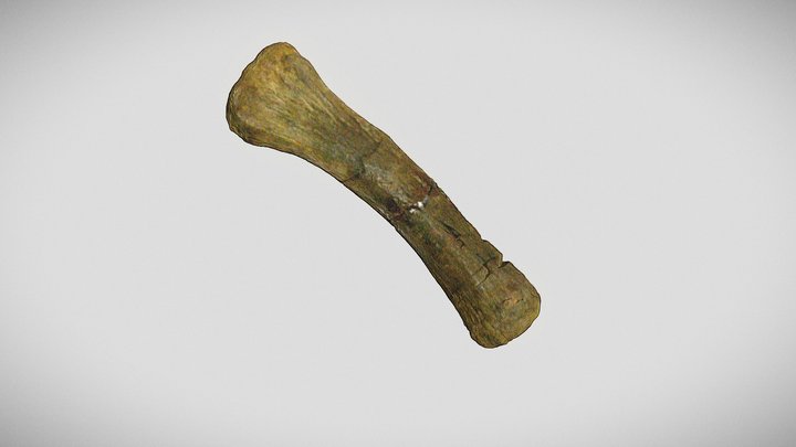 Hueso 3D Model