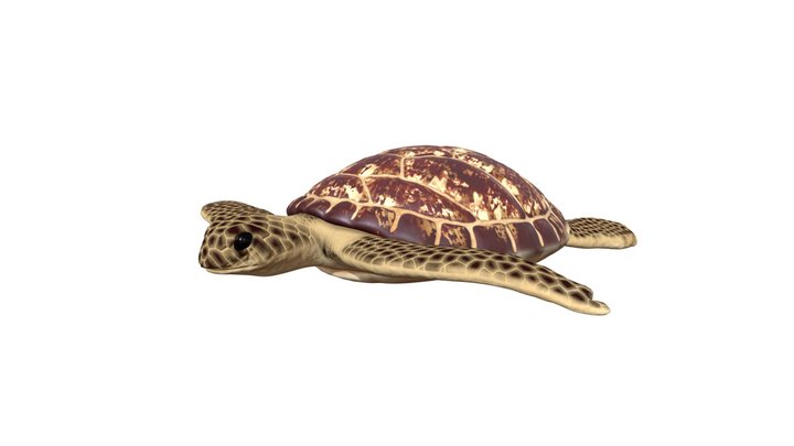 Sea turtle 3D Model