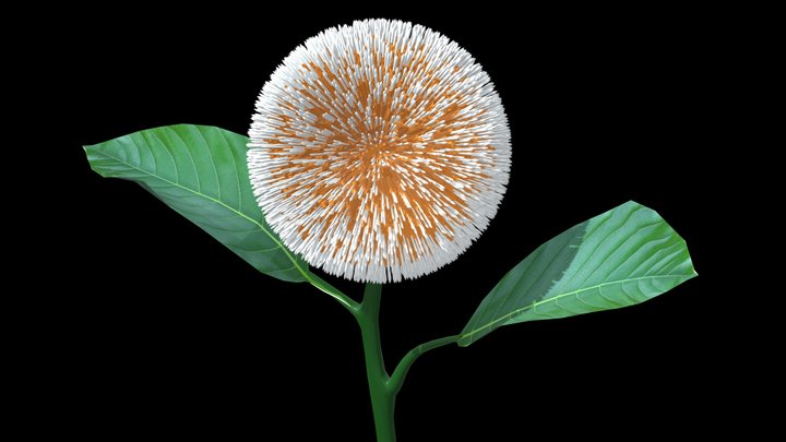 Kadamb Flower 3D Model
