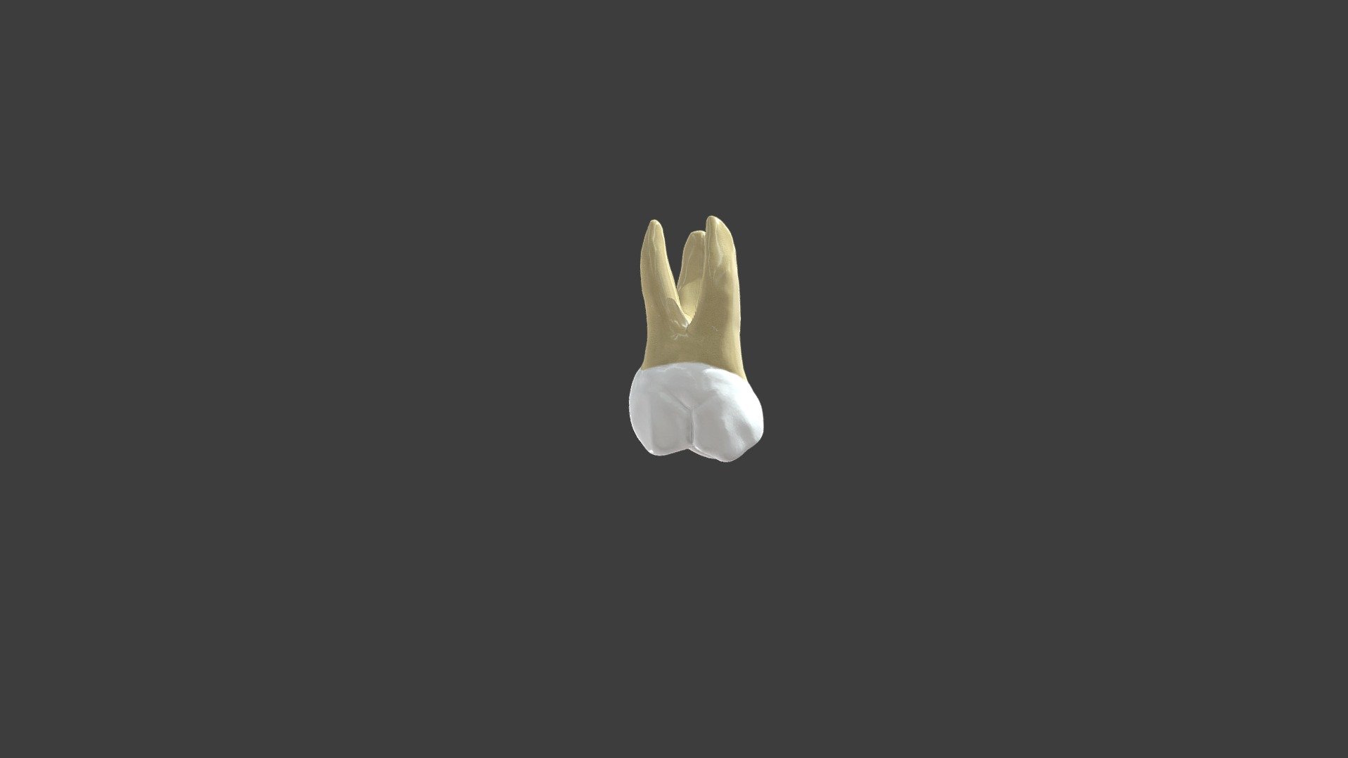 Maxillary First Molar Right - 3D Model By Ahmed Mahrous (@drahedmahrous ...