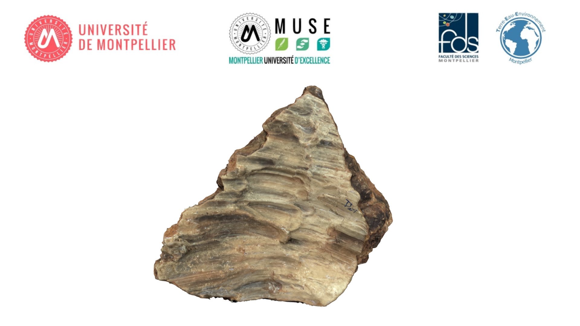 TectoUM - 904 - 3D model by Université Montpellier - Géosciences ...