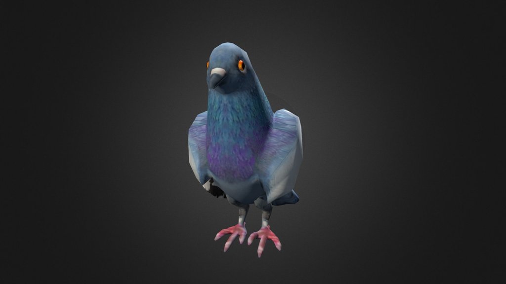 Pigeon 3