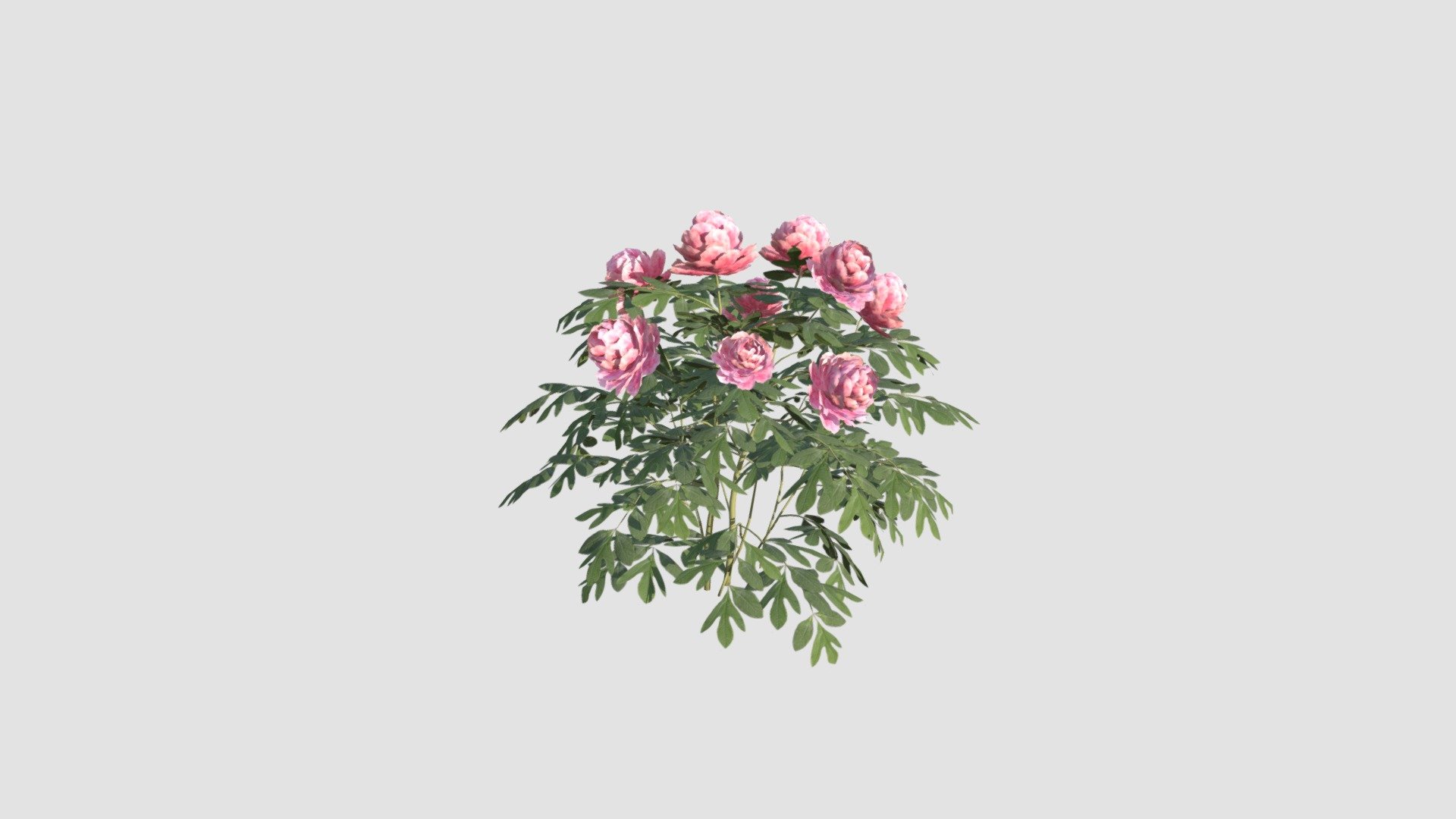 Peonia Plant — Sketchfab embed 3D viewer