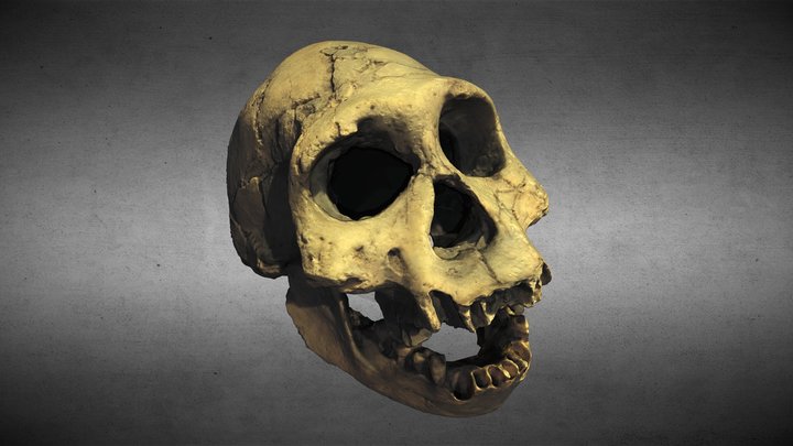 Homo erectus georgicus