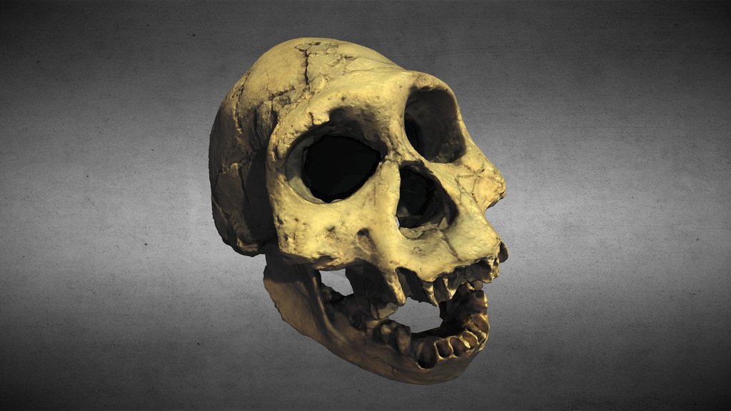 Homo erectus georgicus