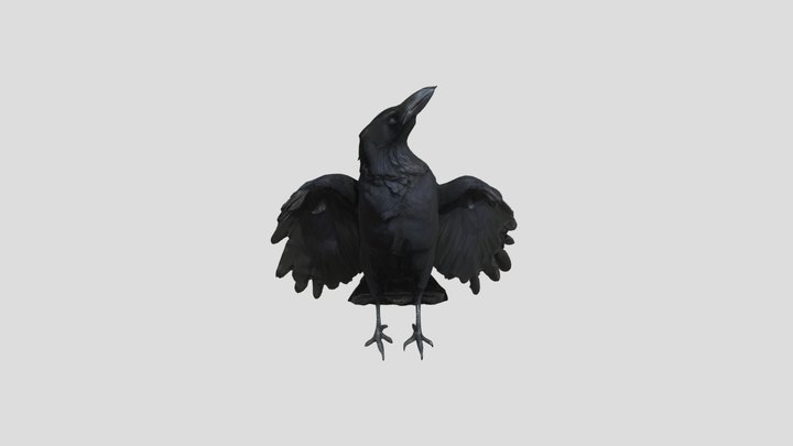 Crow 3D Model