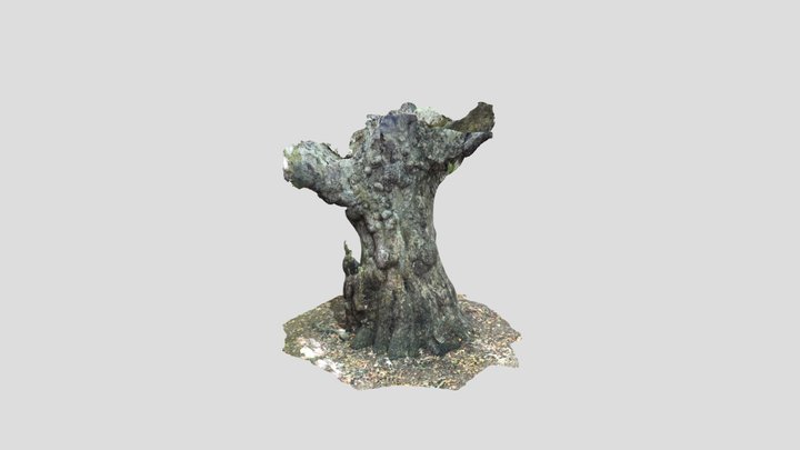 Emmanuel College Plane Tree 3D Model