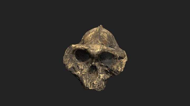KNM-ER-406-skull-cast 3D Model