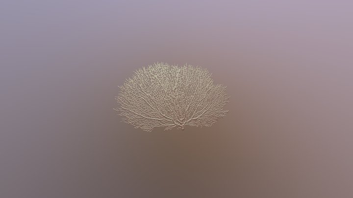 Seafan coral 3D Model