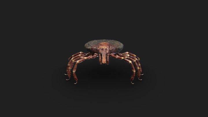 Female_A_pomposum_low_poly 3D Model