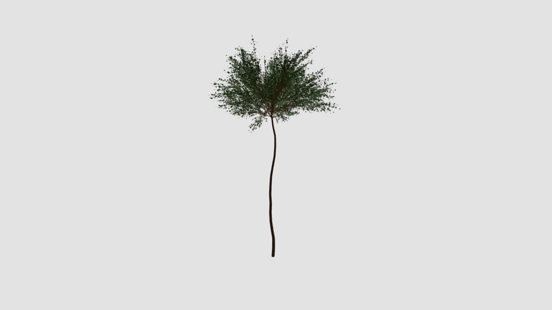 Betula nana  v — Sketchfab embed 3D viewer