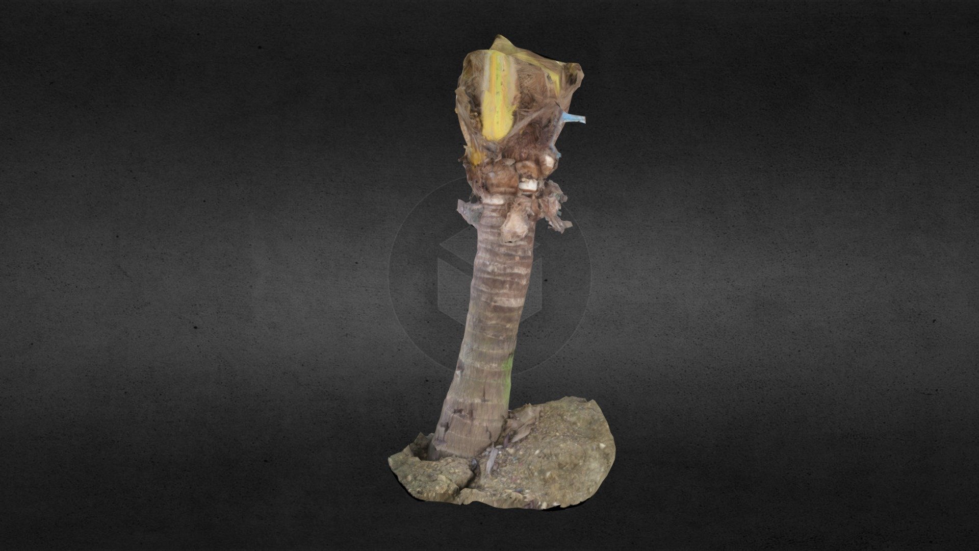 Coconut Tree Scan