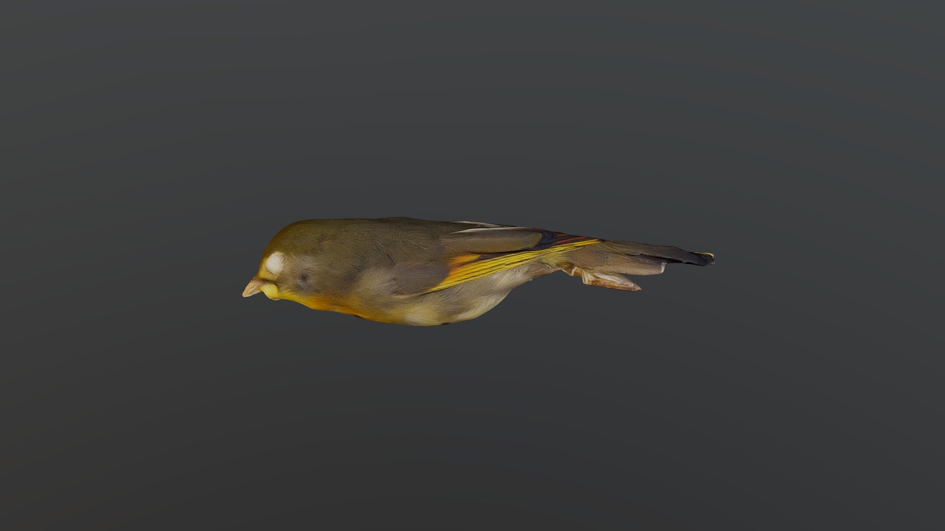 Red-billed leiothrix - Leiothrix lutea calipyga