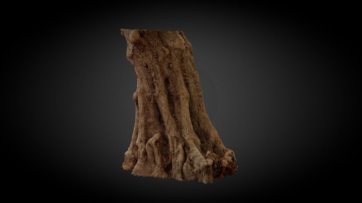 An old tree trunk 3D Model