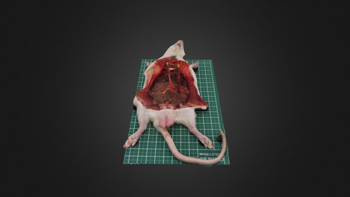 7_小腸・大腸 3D Model