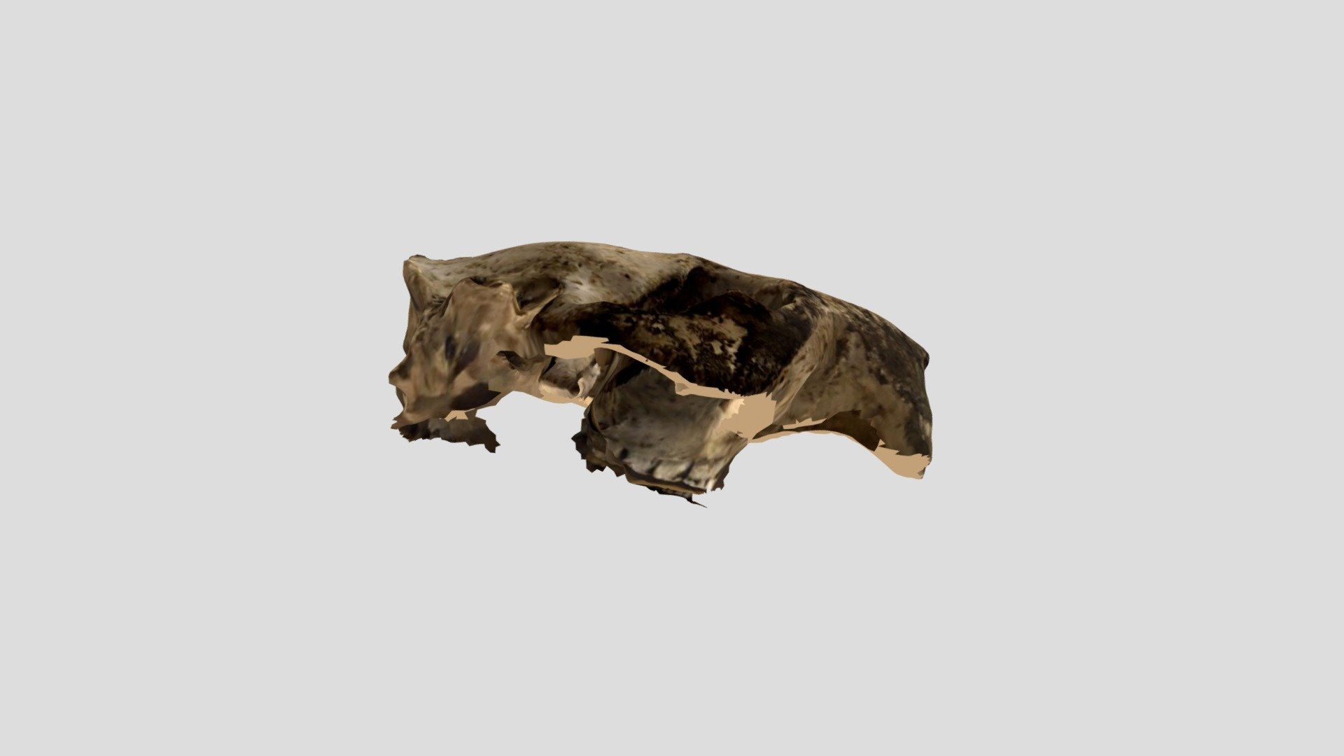 Beaver Skull - Download Free 3D Model By Jweinberger [4398eb8] - Sketchfab