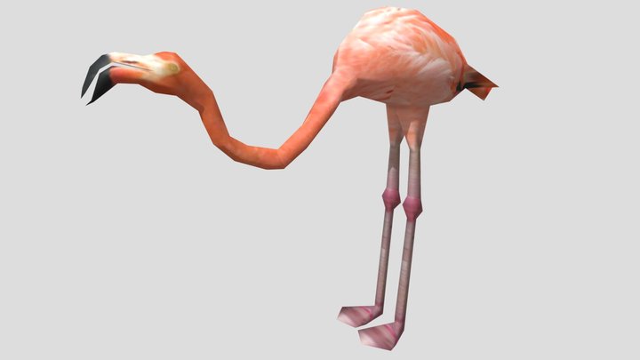 greater flamingo – Free 3D Model STL