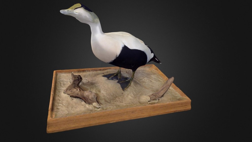 King Eider