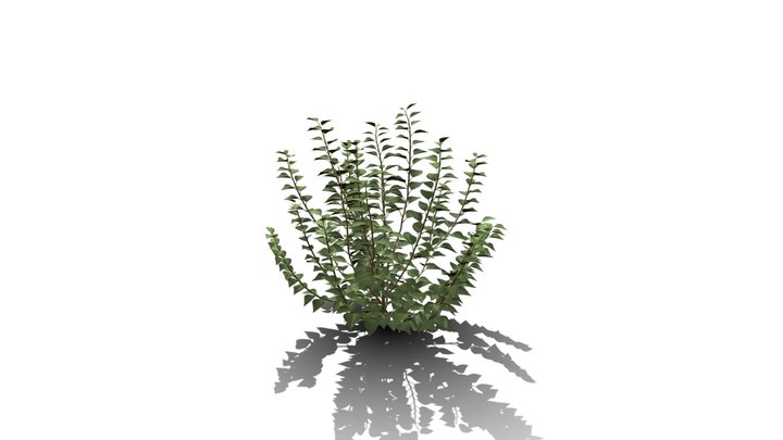 Realistic HD Green ivy bushy (1/10) 3D Model