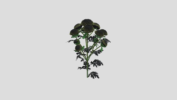 Chrysanthemum 4 AM214 Archmodel 3D Model
