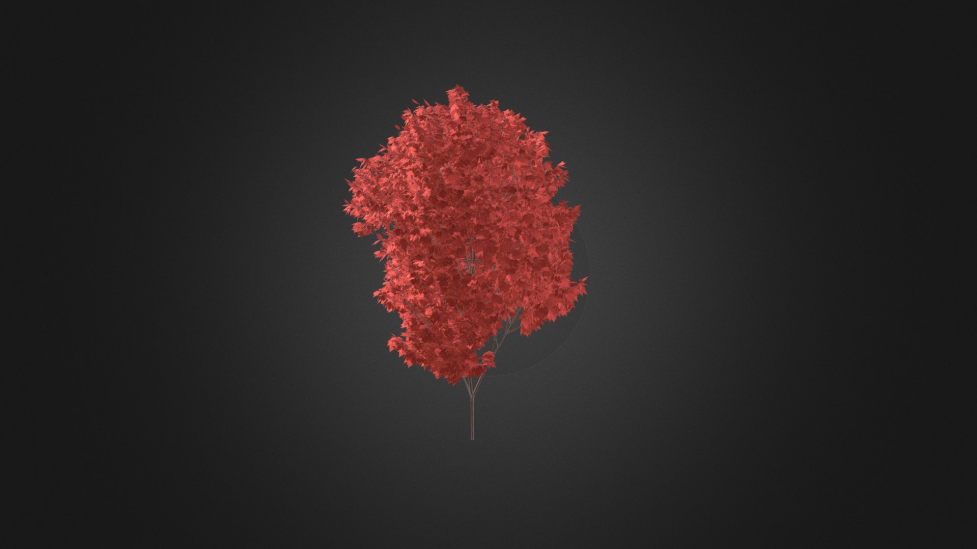 3D model Red Maple (Acer rubrum) 4.7m - This is a 3D model of the Red Maple (Acer rubrum) 4.7m. The 3D model is about map.